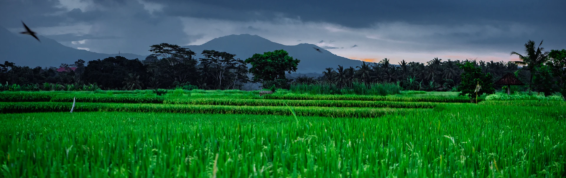 Agro Industry